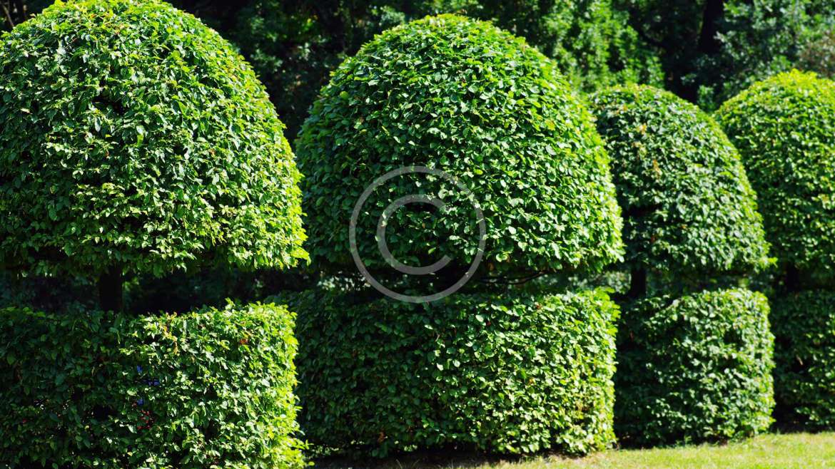 Cho thuê cây xanh văn phòng - Nguyễn Garden